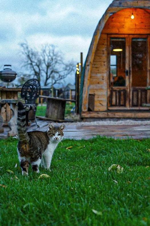 Skipbridge farm glamping York Eksteriør bilde